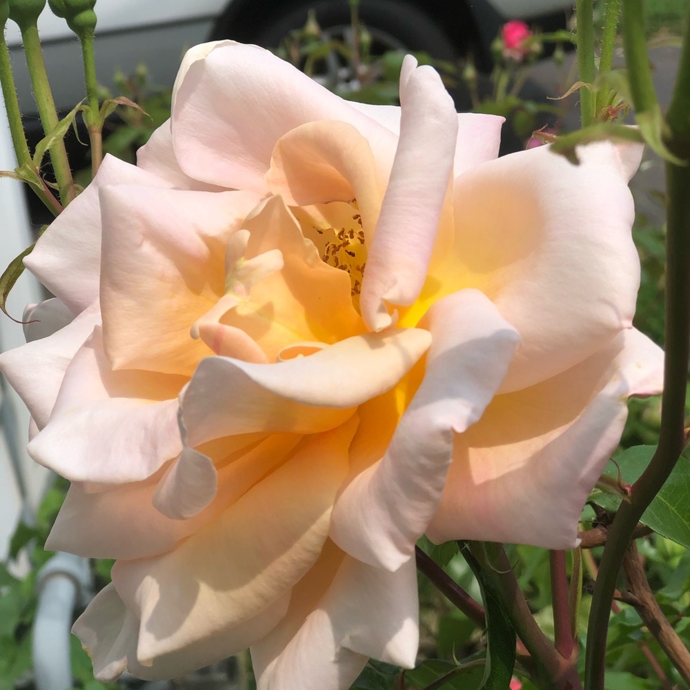 Meet your Posher, Aya